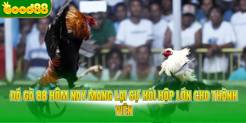 Đá gà 88 hôm nay mang lại sự hồi hộp lớn cho thành viên