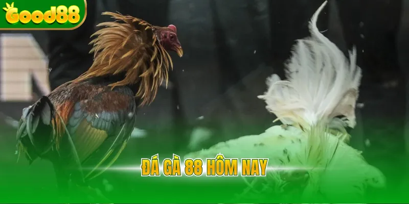 Đá gà 88 hôm nay