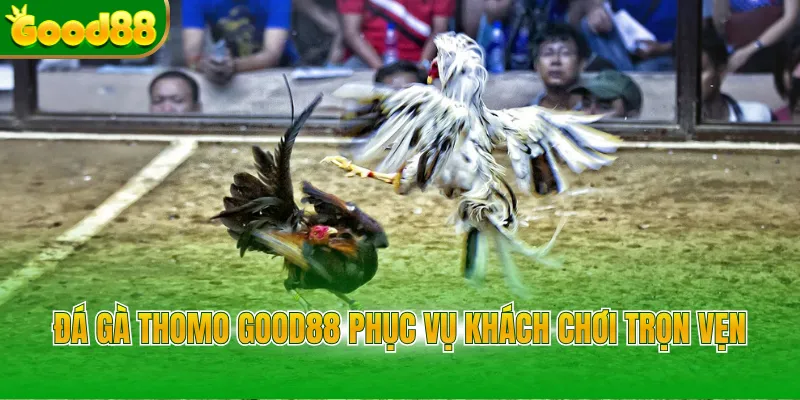 Đá gà Thomo Good88 phục vụ khách chơi trọn vẹn