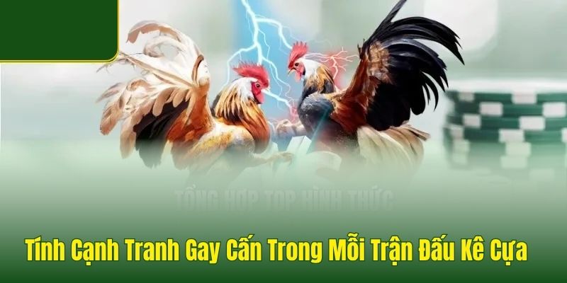 Tính Cạnh Tranh Gay Cấn Trong Mỗi Trận Đấu Kê Cựa