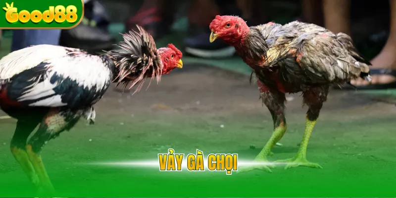 Vảy gà chọi